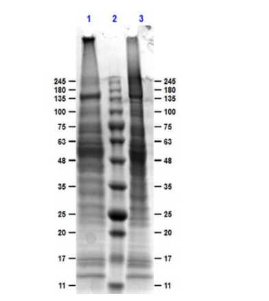 SDS PAGE of Normal Mouse Liver Whole cell Lysate.<br />Lane 1: Reduced Mouse Liver Whole cell lysate.<br />Lane 2: Protein Ladder Opal Pre-stained. <br />Lane 3: Non-Reduced Mouse Whole cell lysate.<br />Coomassie Blue Stained.
